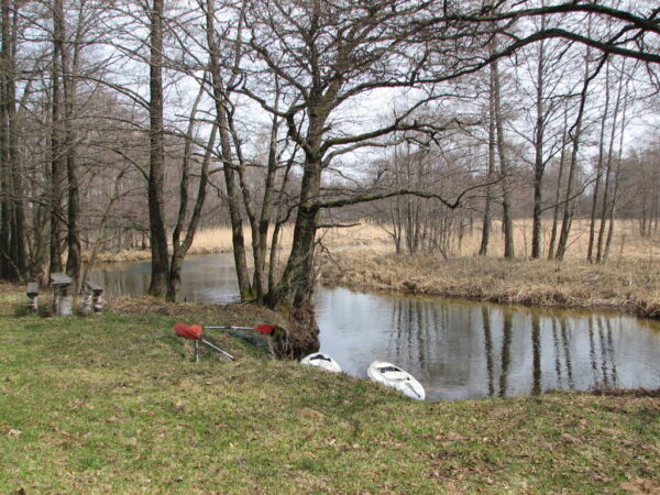 Czarna Hańcza - szlachetna rzeka (fot. Wojciech Makarewicz)
